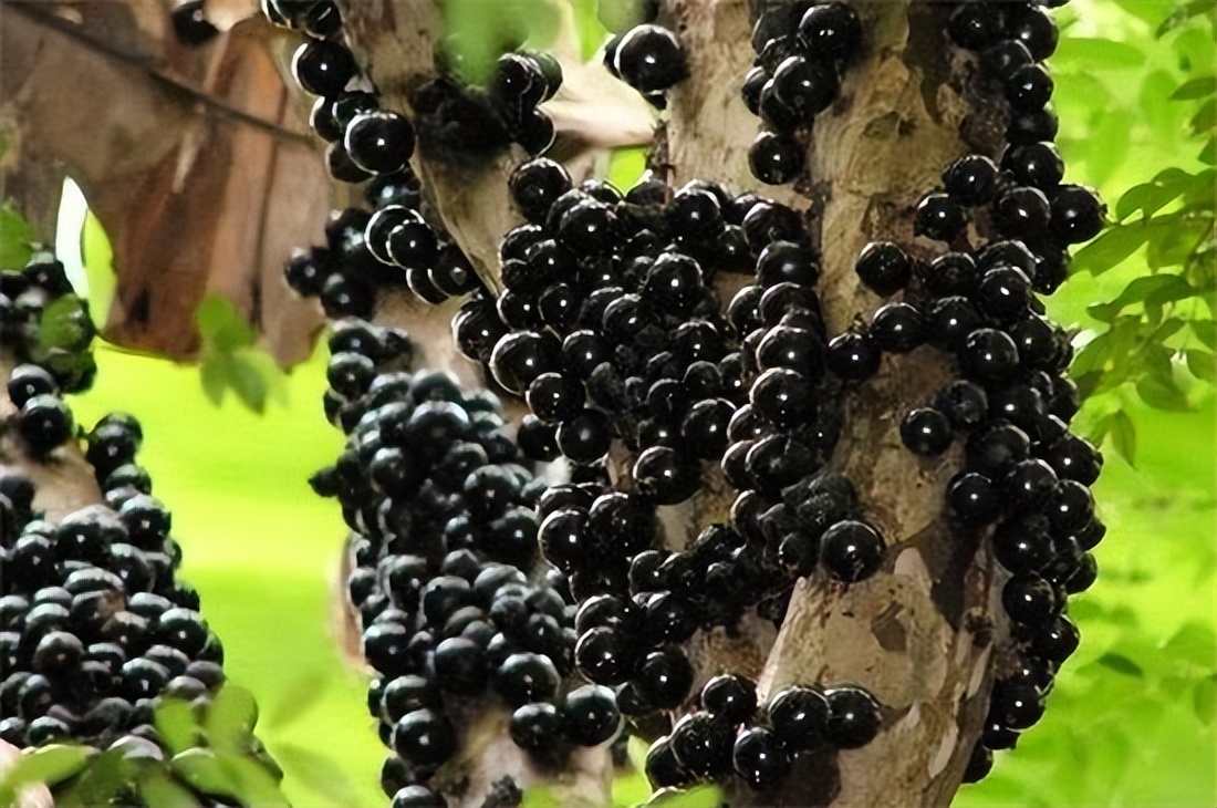 世界上最奇怪的10种树木的视频,自然界最奇怪的树