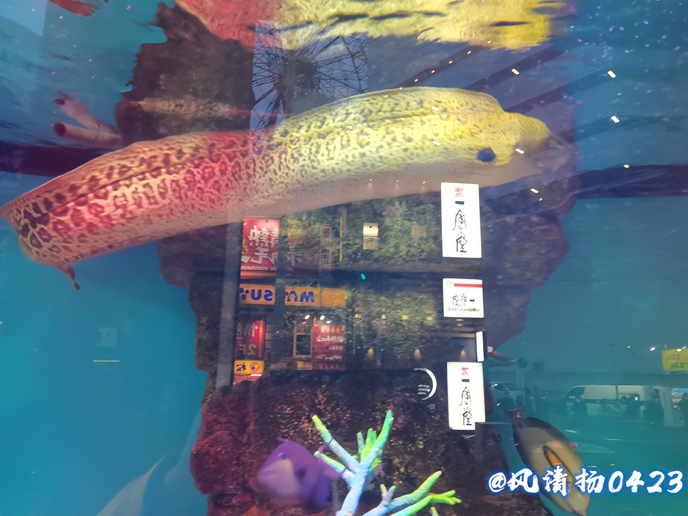 凶猛的海鳗（23——162）