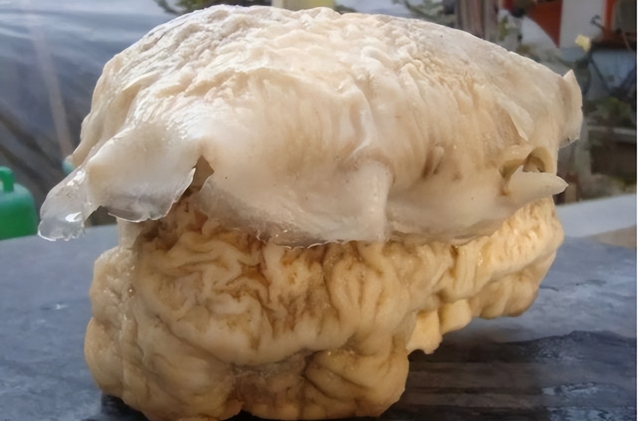 捡到200多斤的太岁能卖多少钱,大连男子捡到太岁