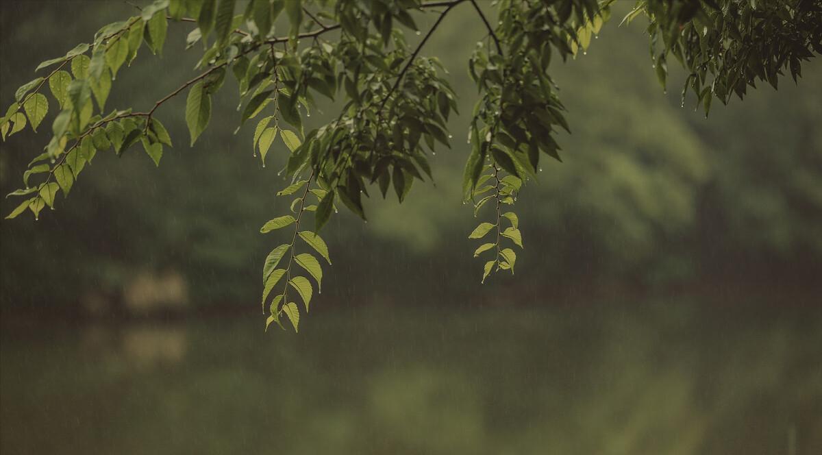 青山隐隐水迢迢秋尽江南草未凋,青山隐隐水迢迢杨再春书法欣赏