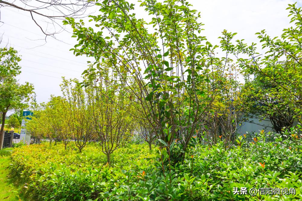 夏日限定!带您沉浸式体验信阳市人民医院的绿意芳香