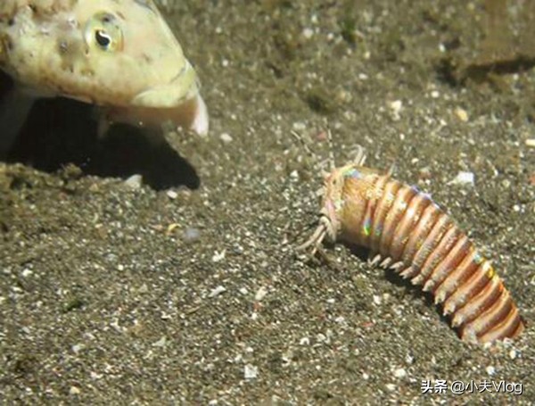 世界上最奇特的长毛的动物,世界上长得最多毛的动物