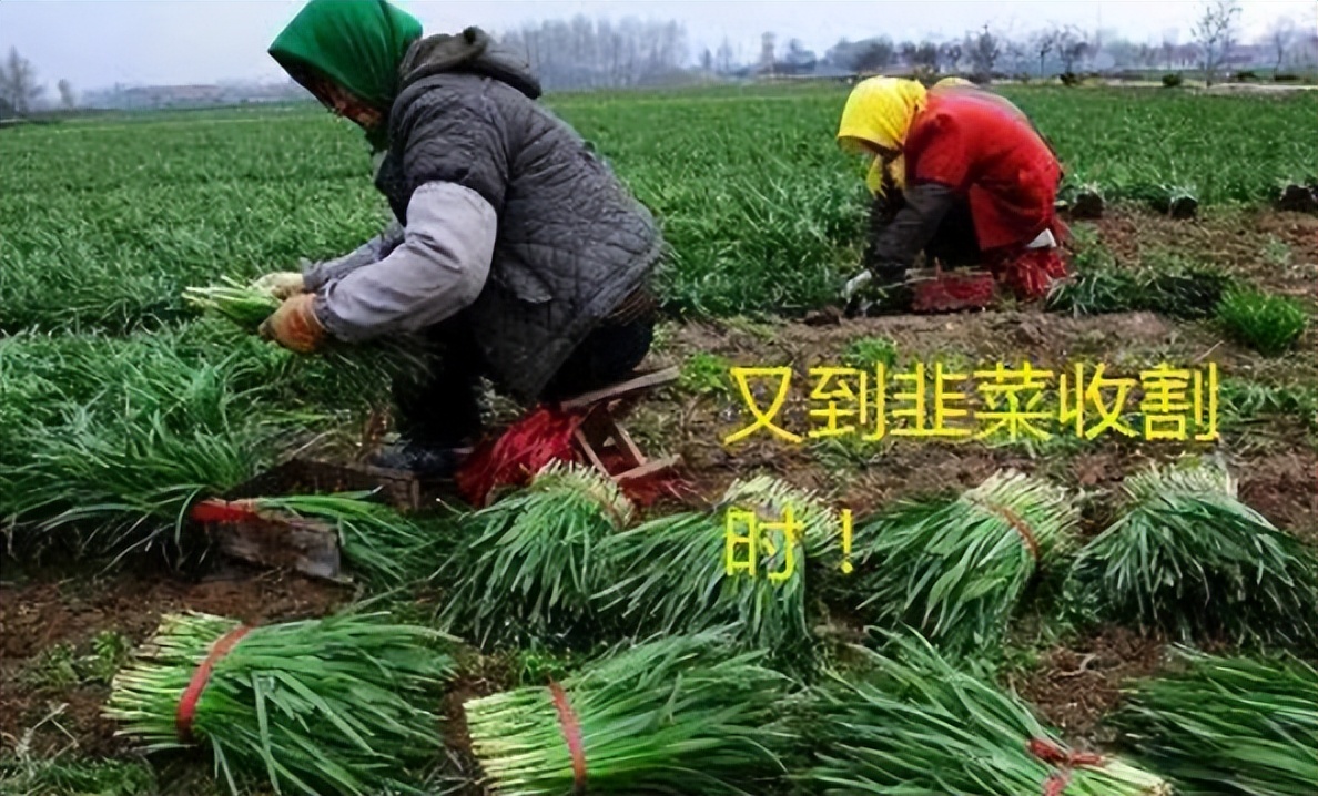 chatGPT可以炒股吗,如何让chatgpt学习炒股