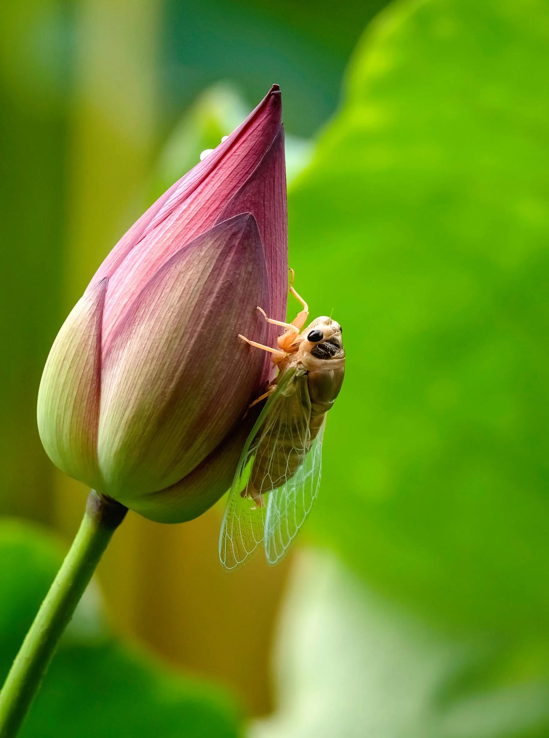 铦夐〗寮虹殑鐢熷懡,铦夌敓鍛藉姏椤藉己