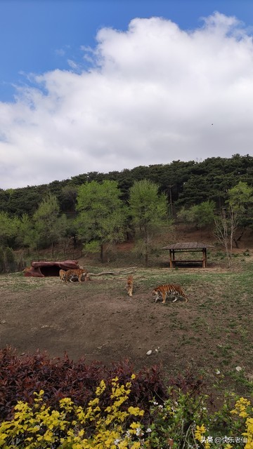 沈阳森林动物园缆车,自驾沈阳森林动物园