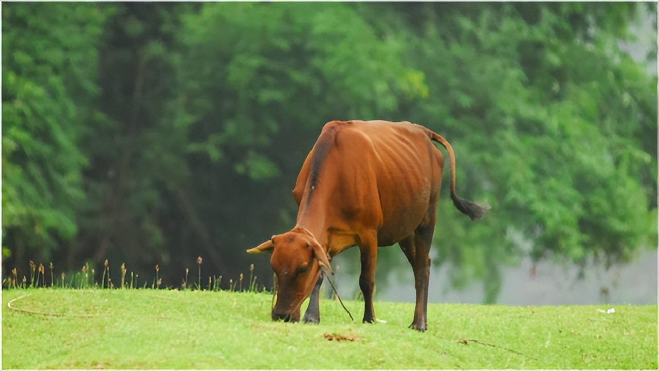 牛寄生虫症状及治疗方法维语版,牛寄生虫的治疗