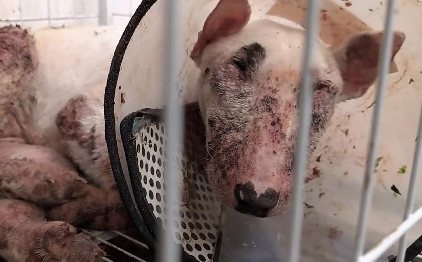 牛头梗以前的样子,牛头梗早期样子