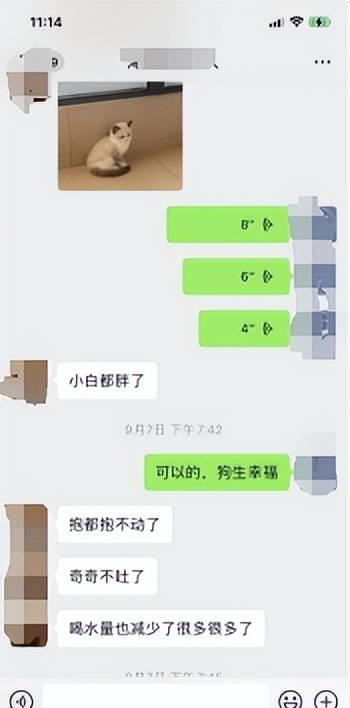 狗狗糖尿病造成四肢无力怎么办,11岁狗狗得了糖尿病能活多久