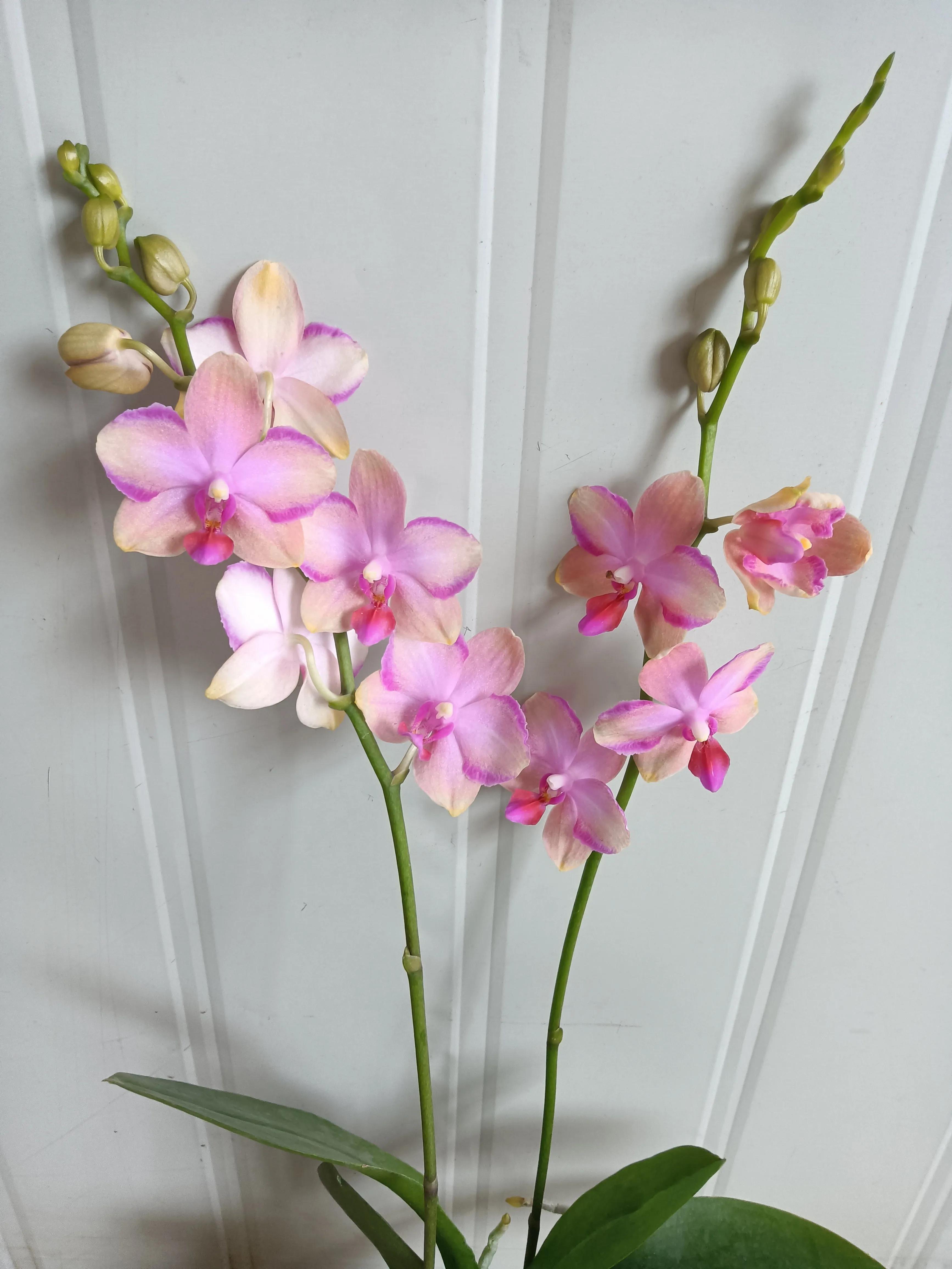 直播间买的花真的好吗,有没有在直播间买花的