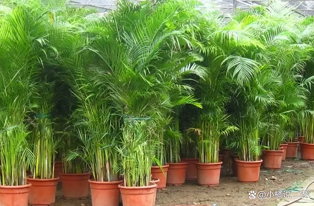 观音竹代表什么寓意,观音竹的寓意和花语图片