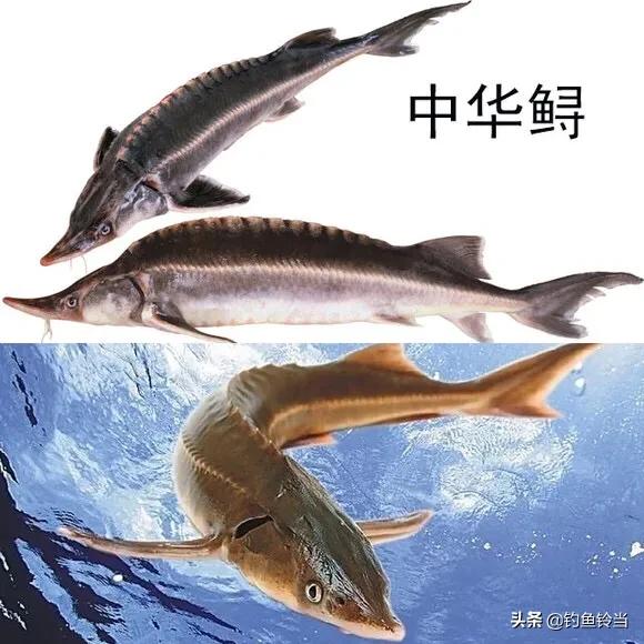 十年禁渔最大鱼多大,长江经过十年禁渔好鱼将会有多少