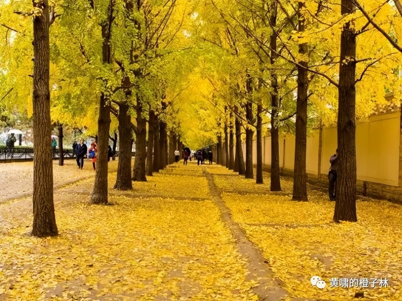 戛然而止的《正红旗下》