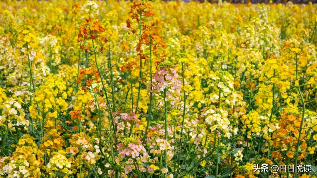 湖北荆州：石首“繁花”上大分↑即将刷爆朋友圈！
