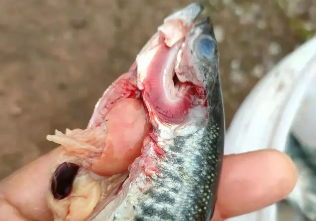 水霉多发季节,水霉病每亩用盐多少