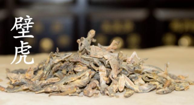 壁虎现实有那么毒么,人畜无害的壁虎为什么会列入五毒