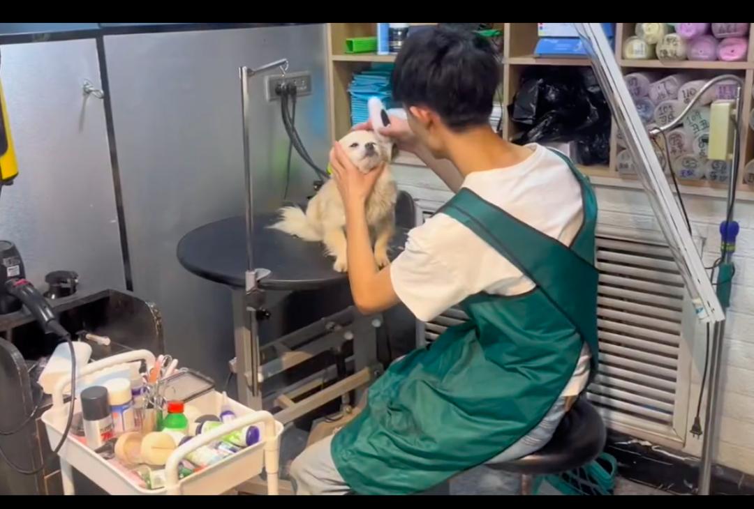 狗狗难产后躲在角落,狗狗难产主人用手助产