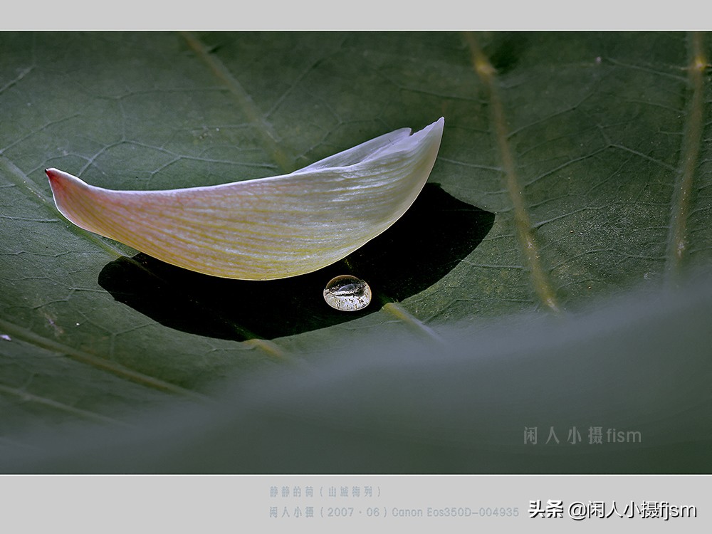 把荷花拍高级的摄影技巧,摄影荷花的拍摄技巧