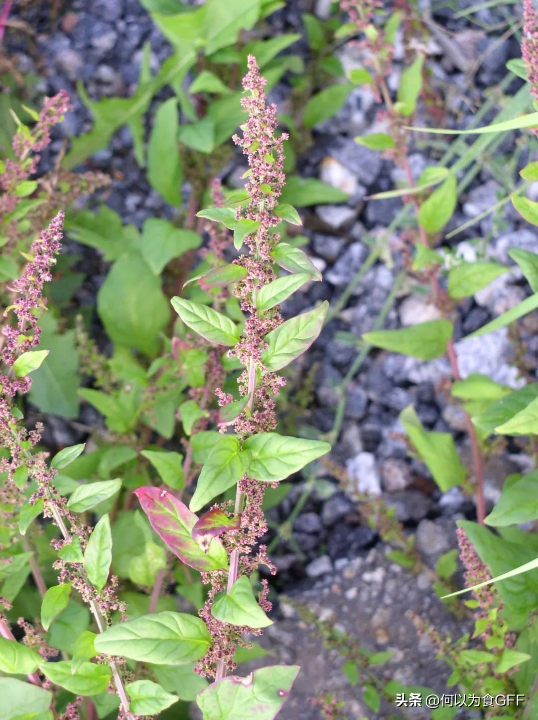 高原藏区野菜,藏区野菜