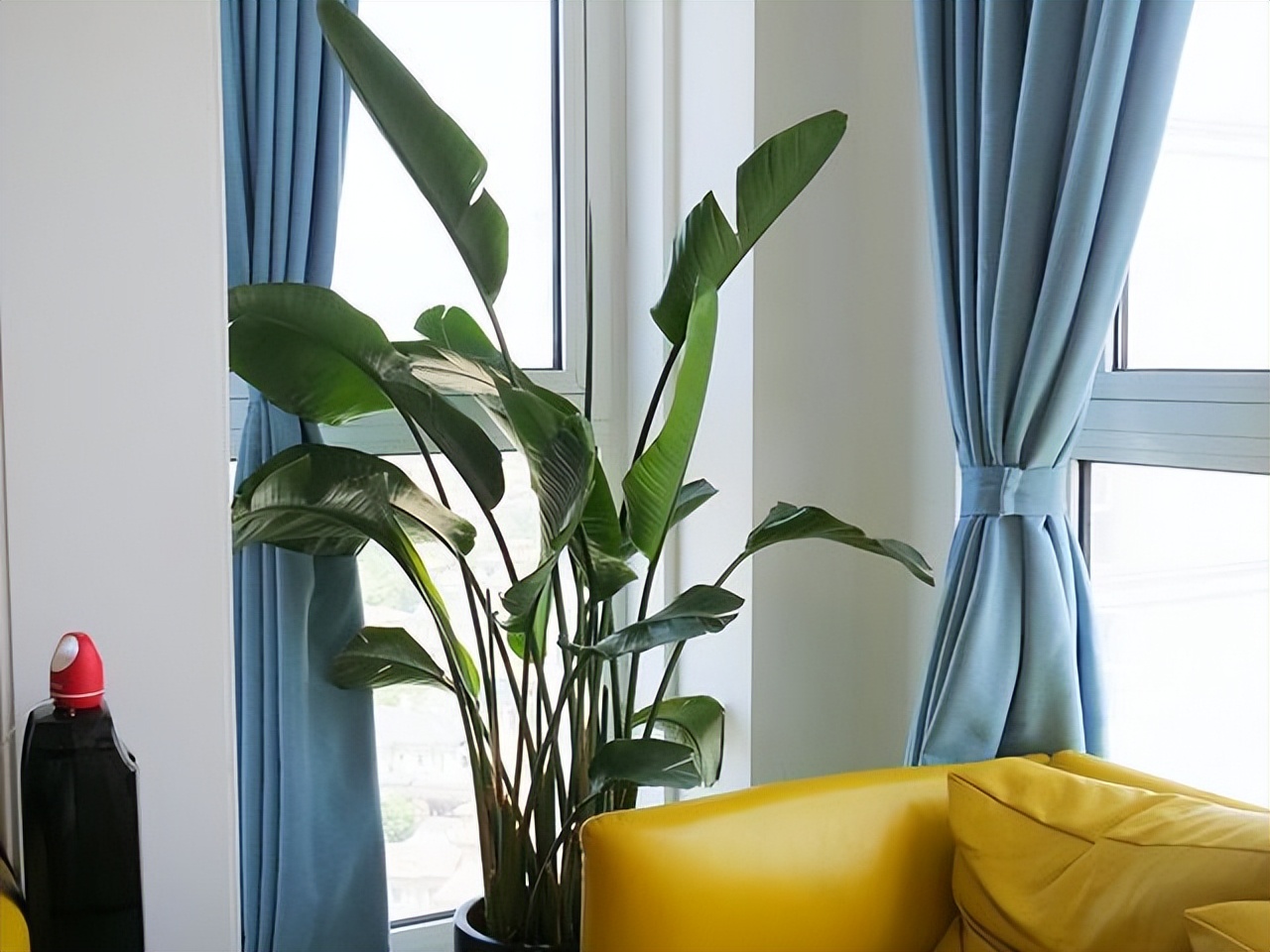 枝繁叶茂的风水树,住宅常宜栽种的有十大吉树