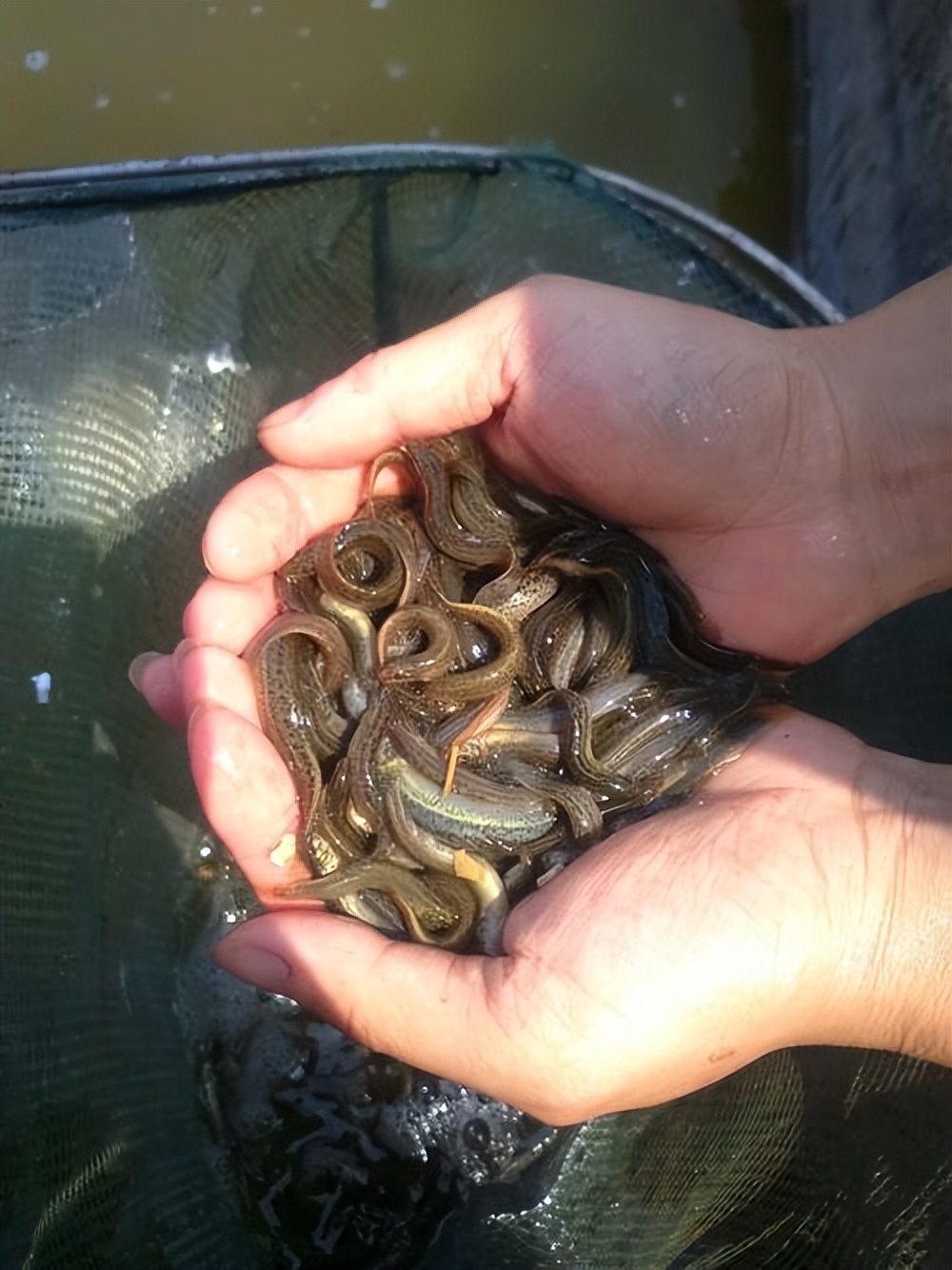 泥鳅水花常见病害及解决方法,泥鳅黄鳝的养殖技术和病害