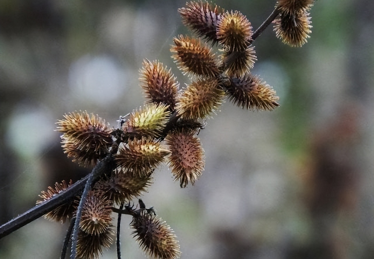 末代太监孙耀庭的悲惨,太监孙耀庭说珍妃