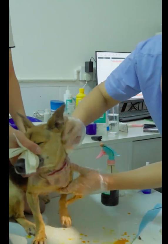 狗狗脖子烂了个洞是什么引起的,狗狗脖子烂了是怎么了