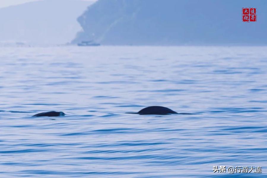 大连适合夏天去的岛屿,完美的夏天海岛之旅