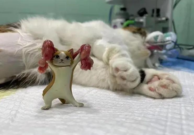 发情期猫咪夜夜笙歌怎么办？家里养猫的看过来，应对办法在这里