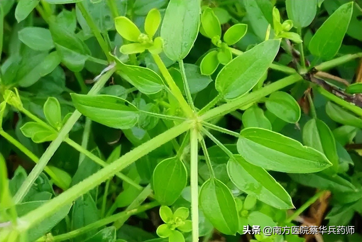 人称血见愁，它能抗肿瘤；活血止血是一流，风湿关节痛无忧