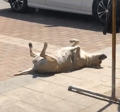 狗狗毛发少怎么办,狗狗毛特别稀少怎么办