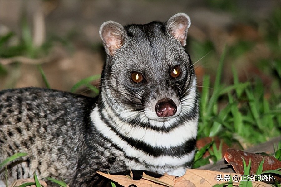 灵猫属于什么猫,长尾灵猫是猫科动物吗