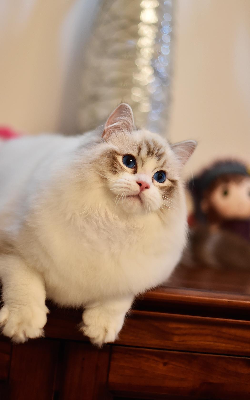 这5种猫堪称白眼狼养了也白养,这5种猫很忠诚一辈子值得养一只