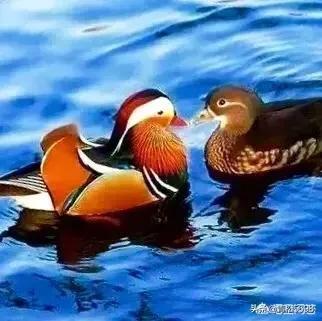 宁静的夜晚我也思念你,宁静的夜晚费翔