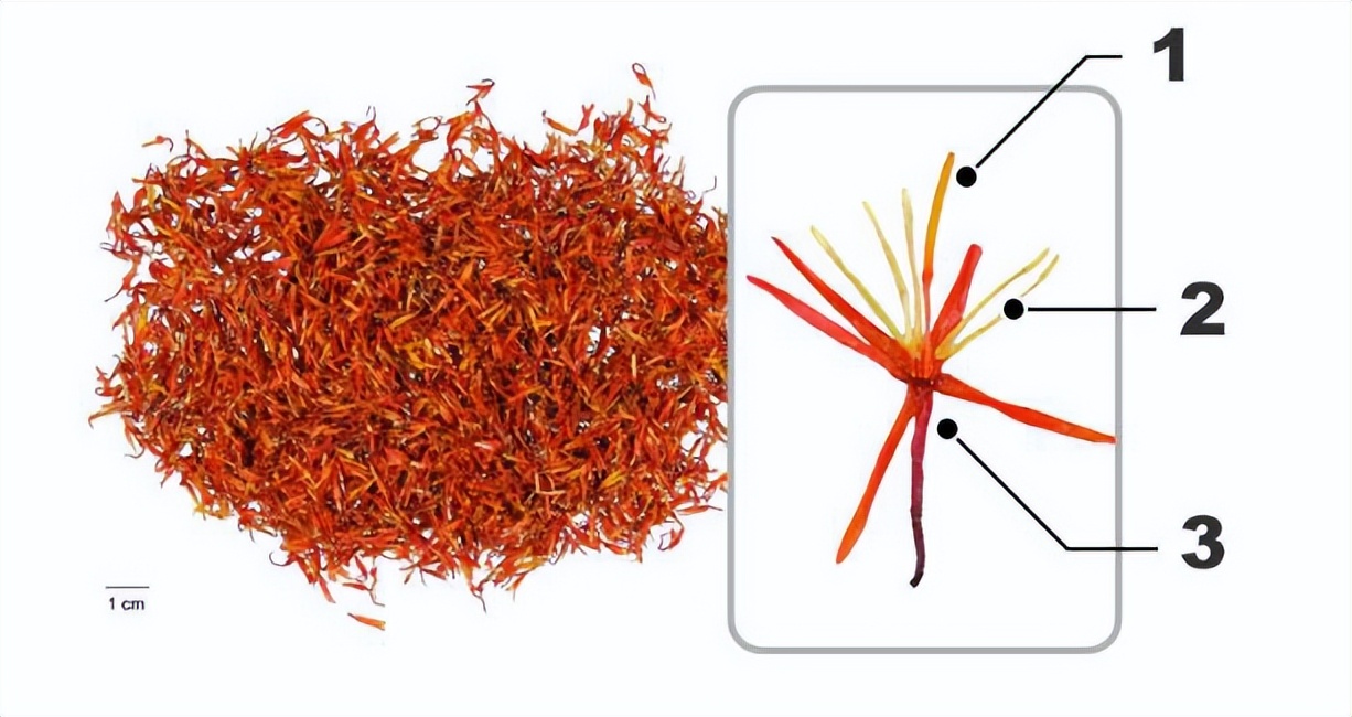 简单教你识别红花,番红花辨认
