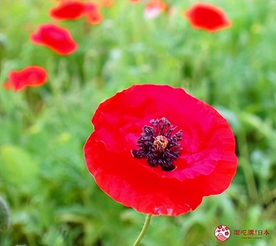 北海道的薰衣草花海在哪里,日本北海道薰衣草花海图片