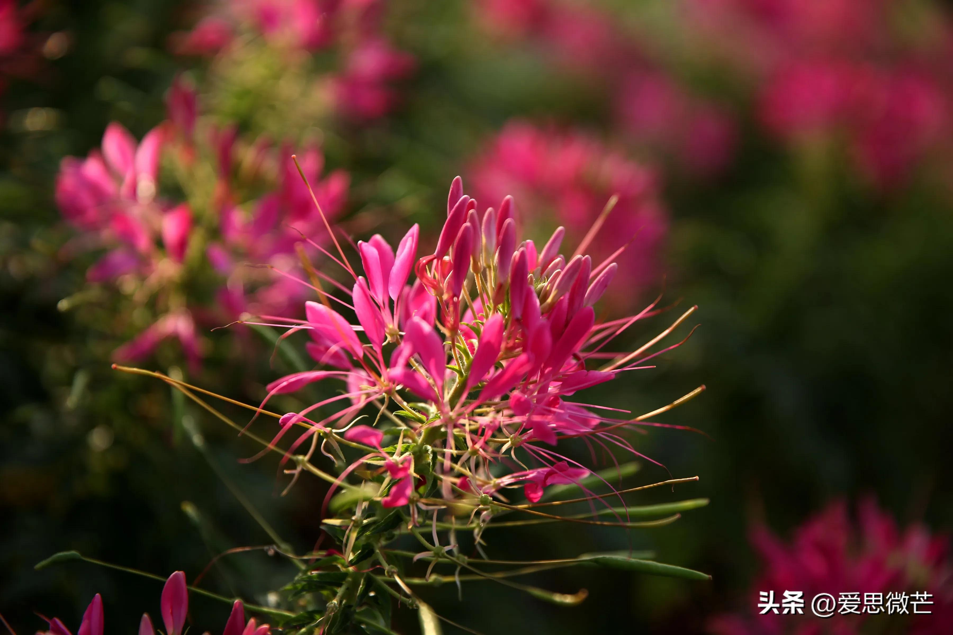 臭臭的花,最难闻的花和最好闻的花