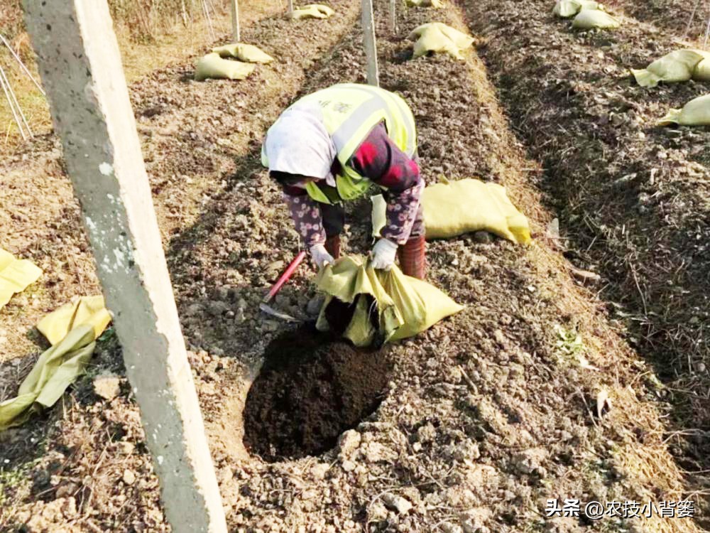 蓝莓栽培实用技术,蓝莓基质栽培水肥应该用多少