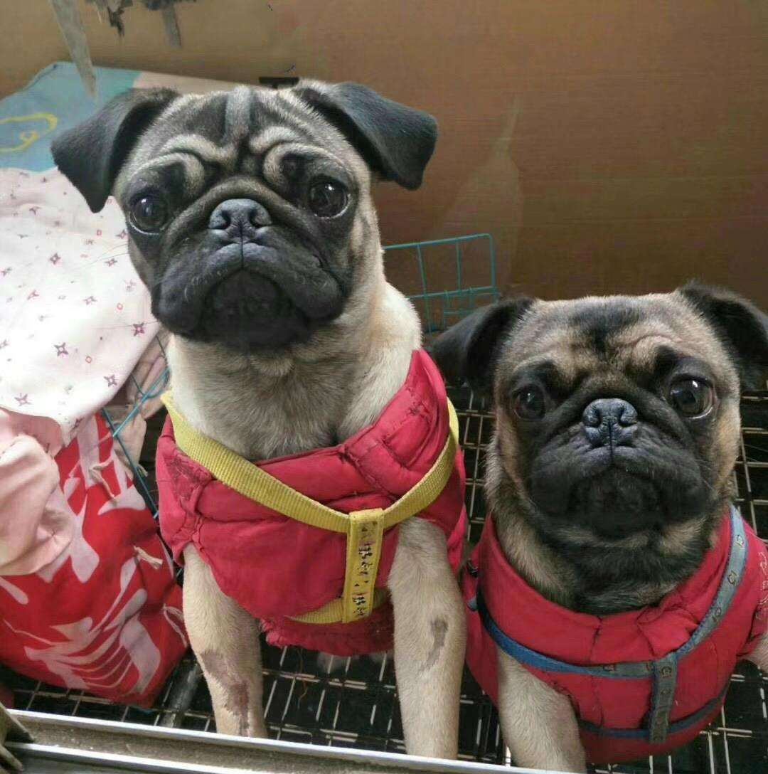 十大最好养的狗大型犬品种,中国名犬排名前10的狗排行榜