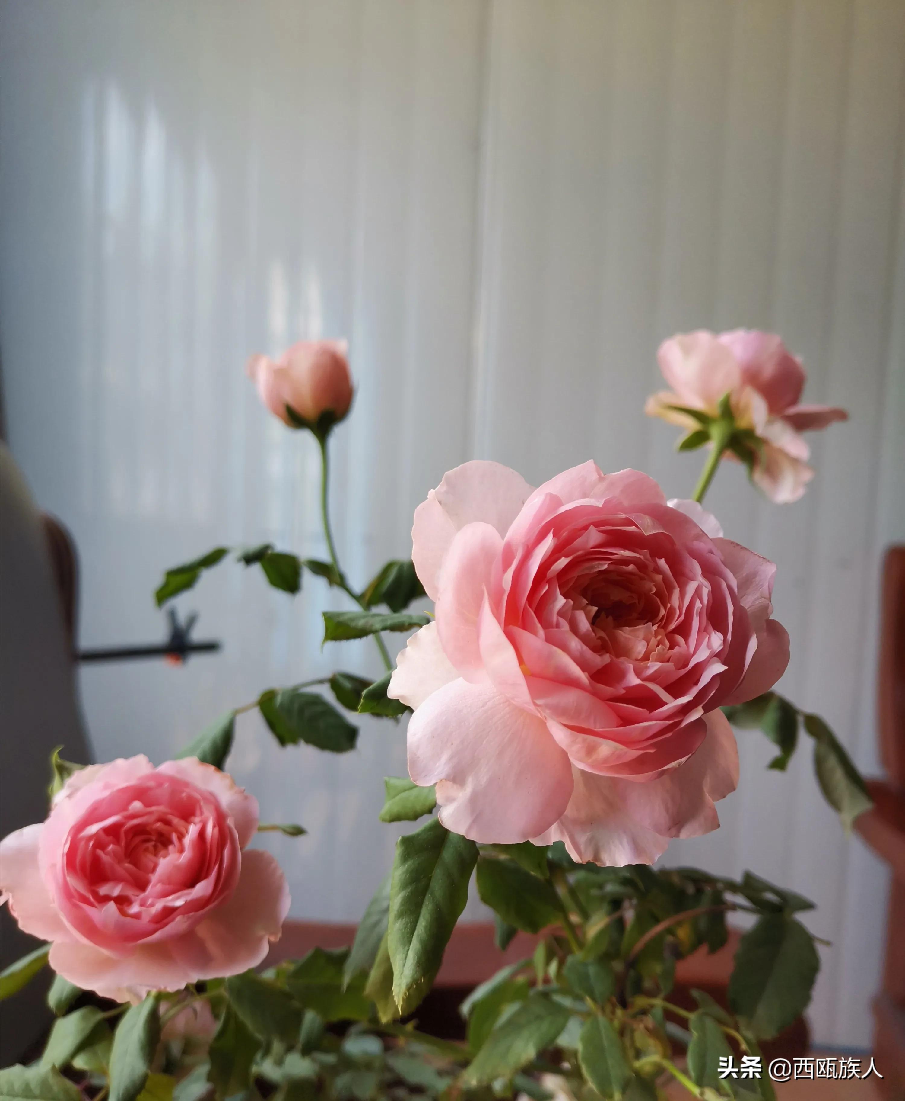 月季花最佳观赏时间,月季花鲜切花养护方法