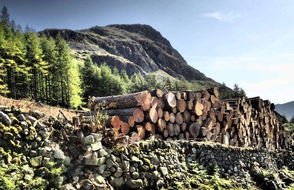 木材交易,为何能成为中世纪英国与波罗的海之间的枢纽?