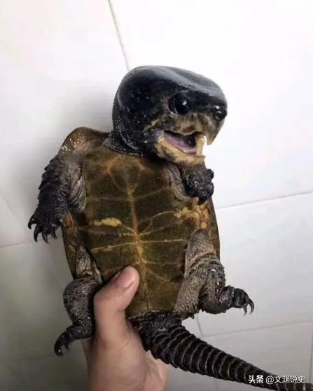 男子在臭水沟捡到一只乌龟,村民捡到乌龟马上报警