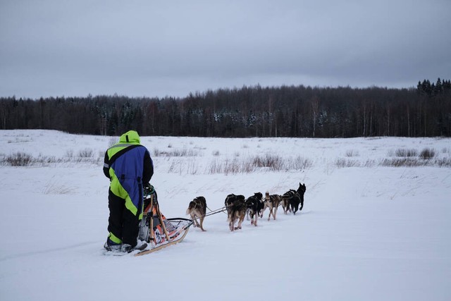 阿拉斯加犬知识讲解,有哪些关于阿拉斯加的冷知识