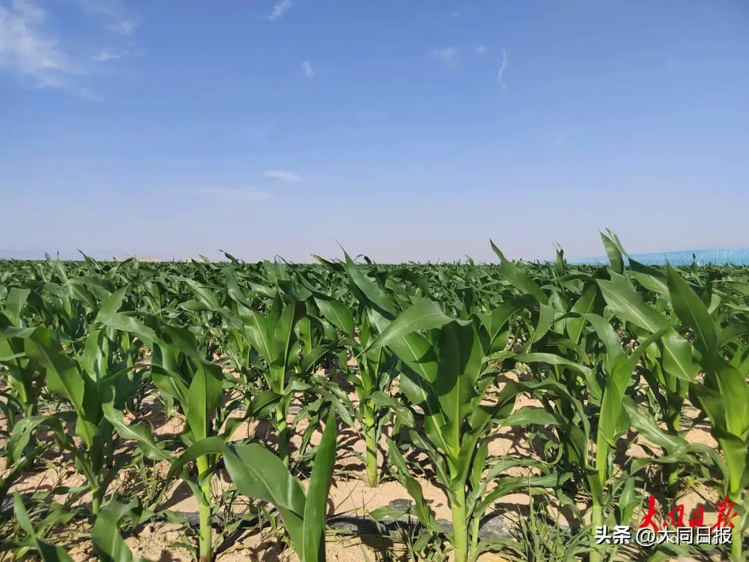 社区帮助居民家门口就业,推荐群众家门口就业