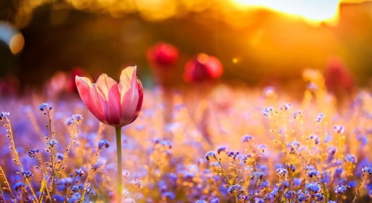 做好四件事情就会成功,做好这四件事福报会主动敲门