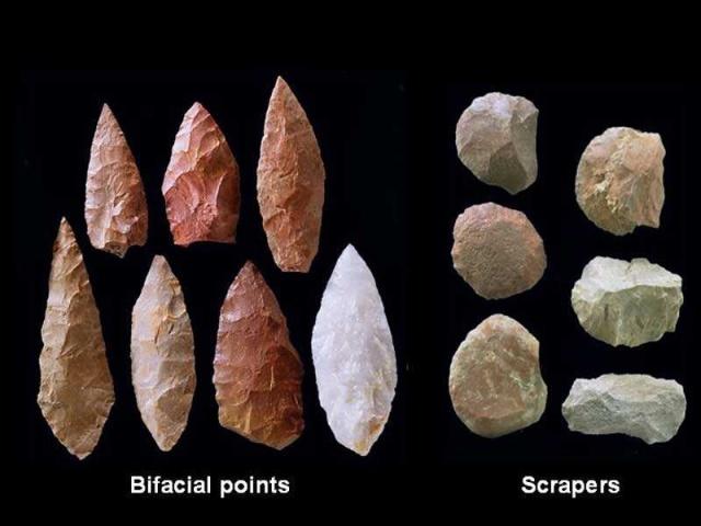 猩猩在进化吗,黑猩猩进化到石器时代