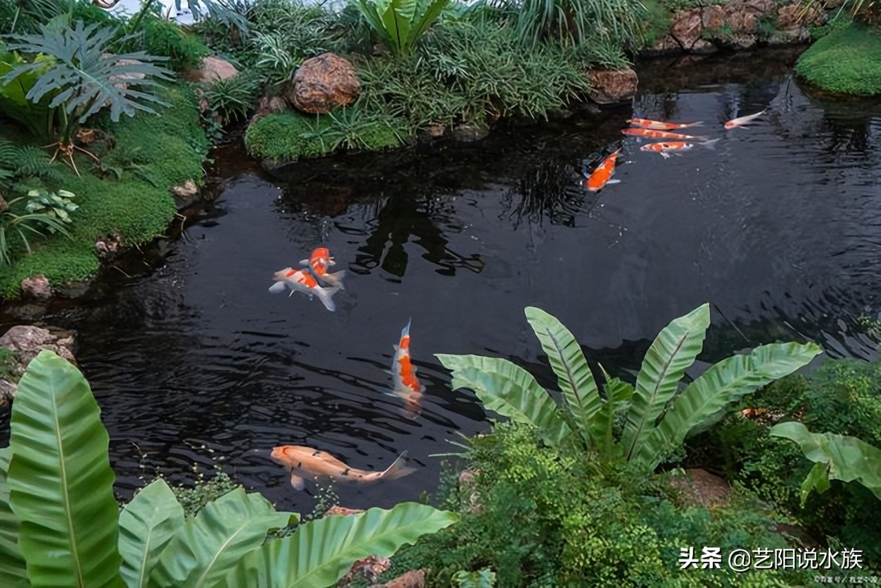 新手养锦鲤需要注意哪些事项,养锦鲤怎么养才最有效