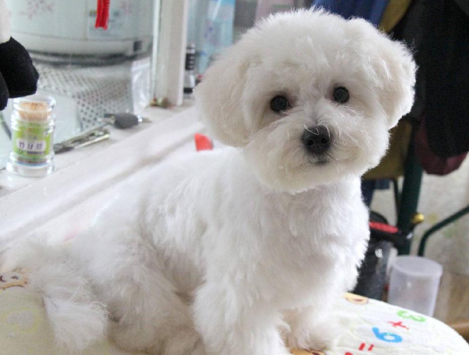 比熊犬一生中的5个阶段你知道吗,带你看看比熊犬