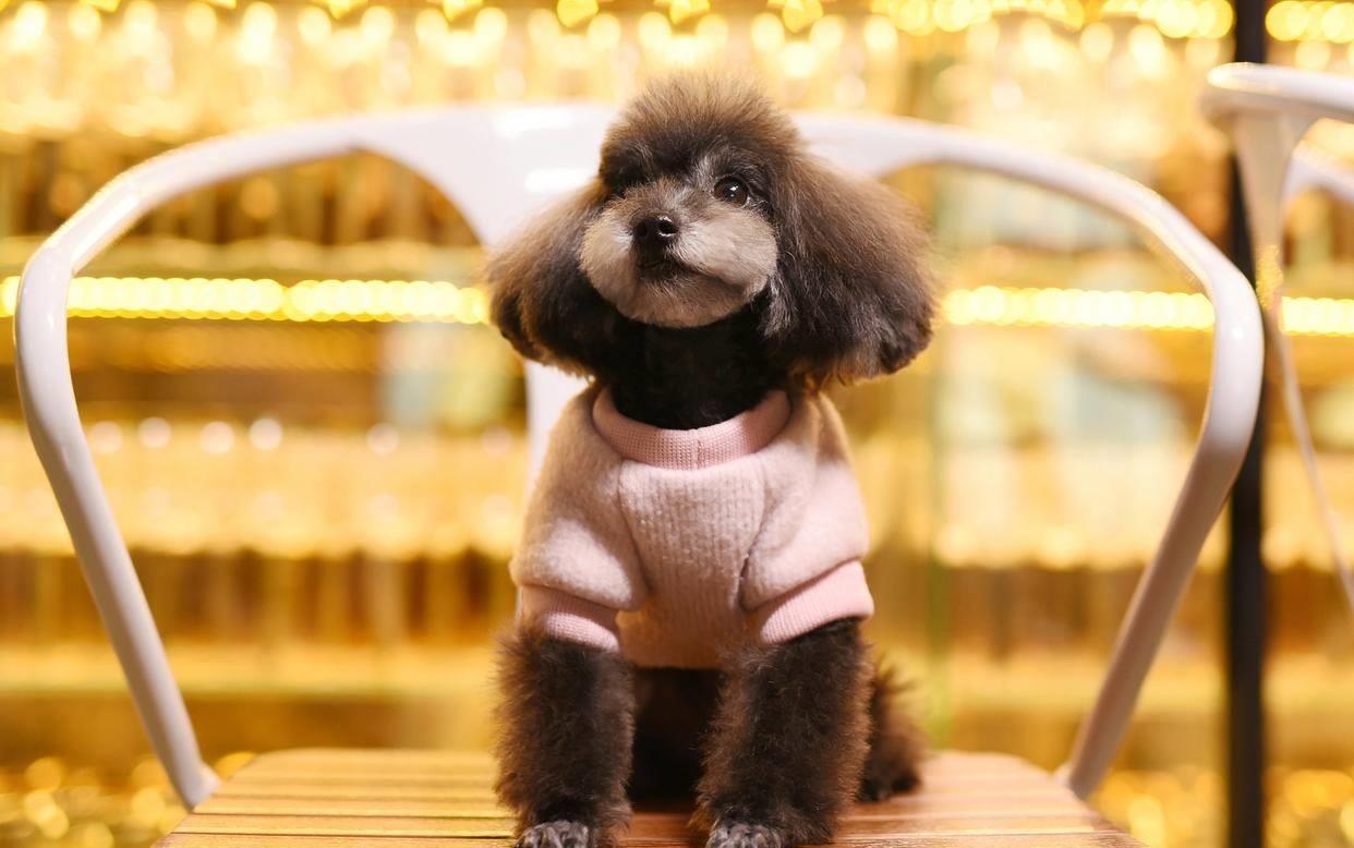 泰迪牙齿都坏了太臭了怎么办,泰迪牙齿黄很臭怎么办