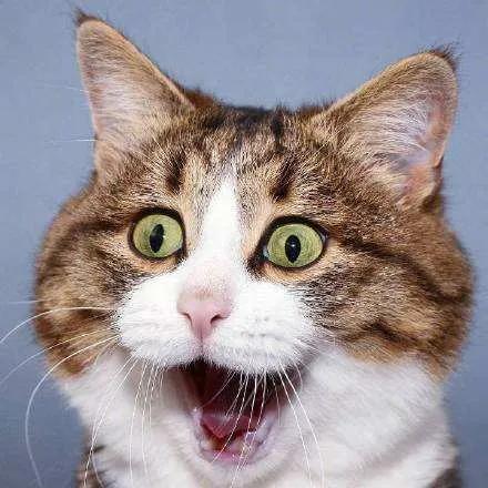 拼多多黄峥未来10年是最好的,拼多多黄峥功成身退成商界传奇