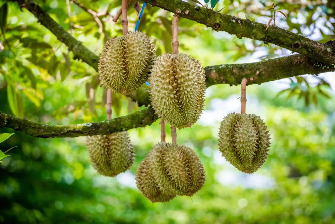 想吃到一口榴莲有多难,想吃个榴莲这么困难吗